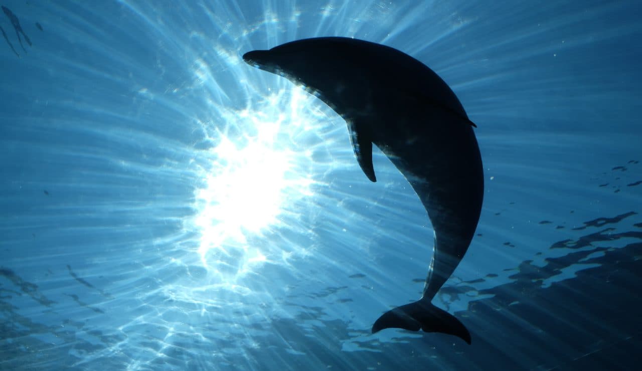 EL ALCANCE TERAPÉUTICO DE LOS ANIMALES