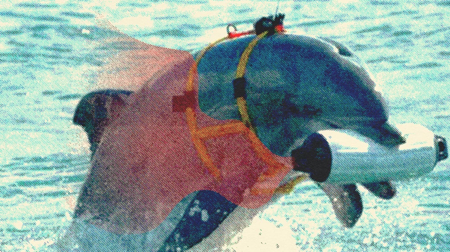 LOS DELFINES, DIVINIDAD Y OPRESIÓN