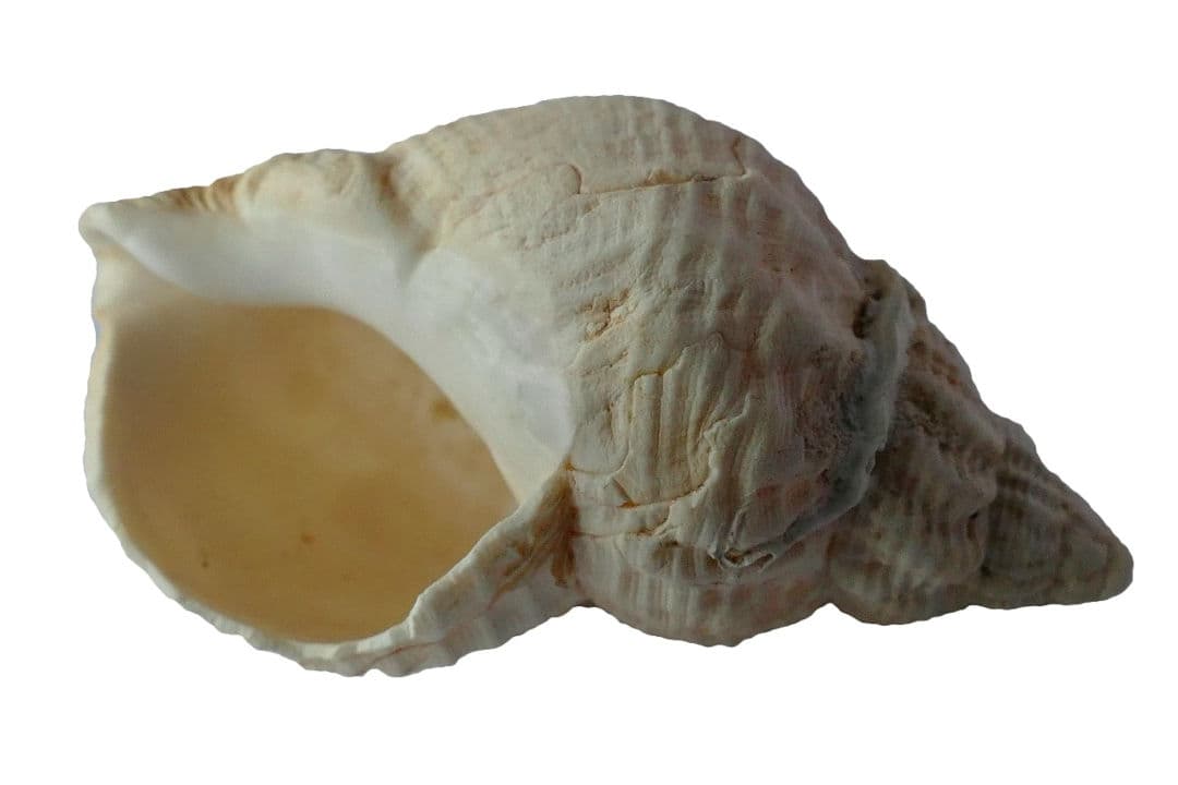 SHANKHA, EL SONIDO DE DIOS