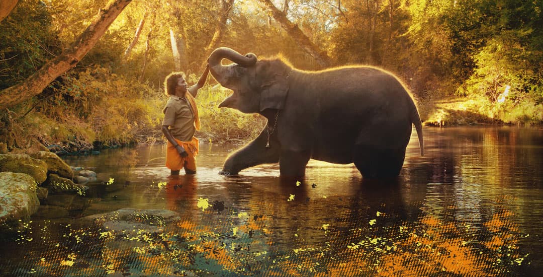 NUESTRO BEBE ELEFANTE